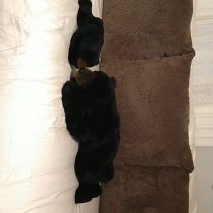 Set of 2 ditz plush black bears